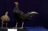 藍腹鷴藏品圖，第4張
